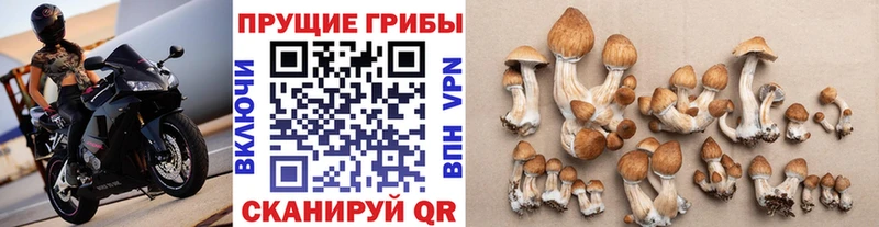 Псилоцибиновые грибы Psilocybine cubensis  shop наркотические препараты  Слюдянка  закладки 